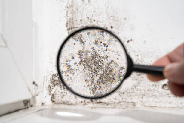 Best Forensic Mold Investigation  in Ardmore, AL